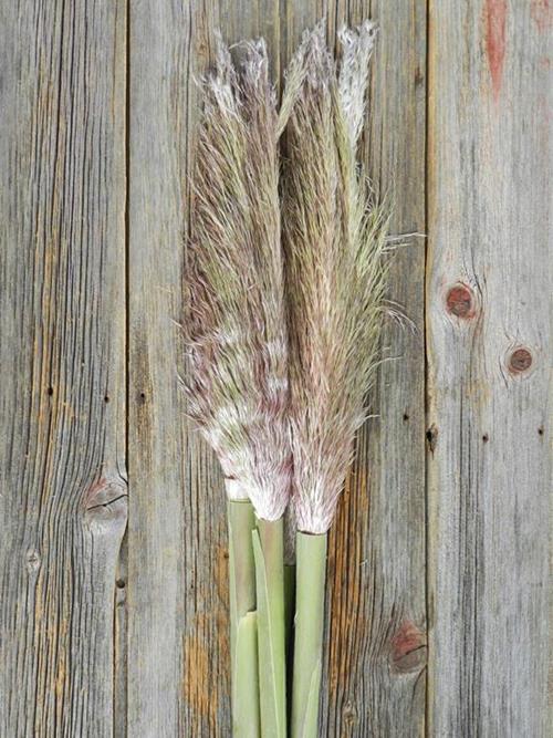 PAMPAS GRASS